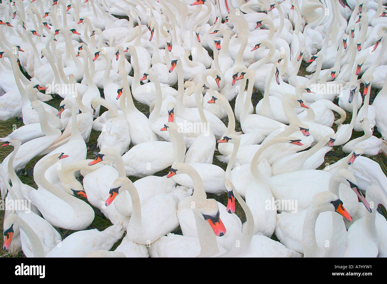 Swan-Fantasy Stockfoto