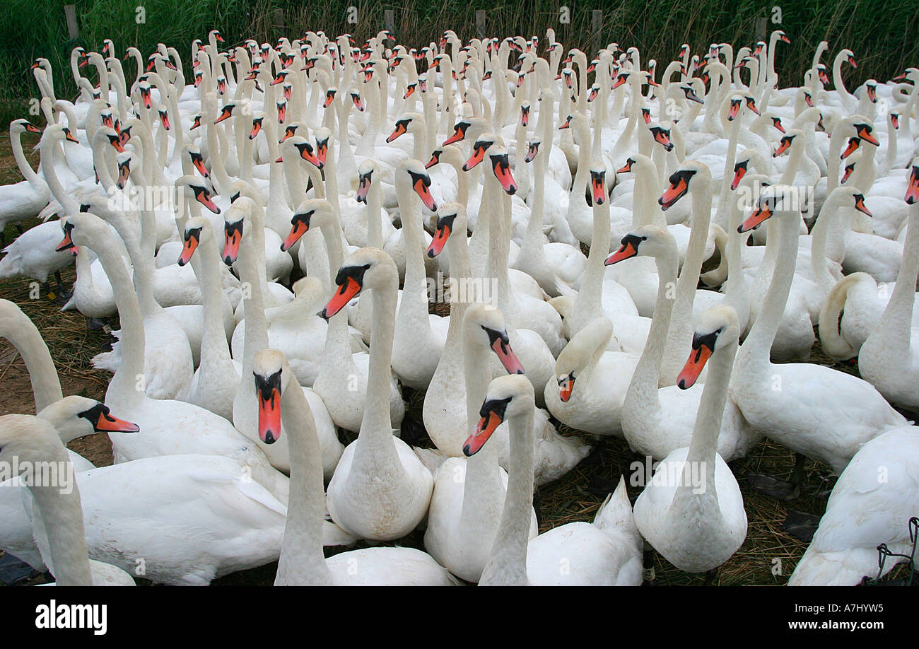 Swan Roundup Abbotsbury Stockfoto