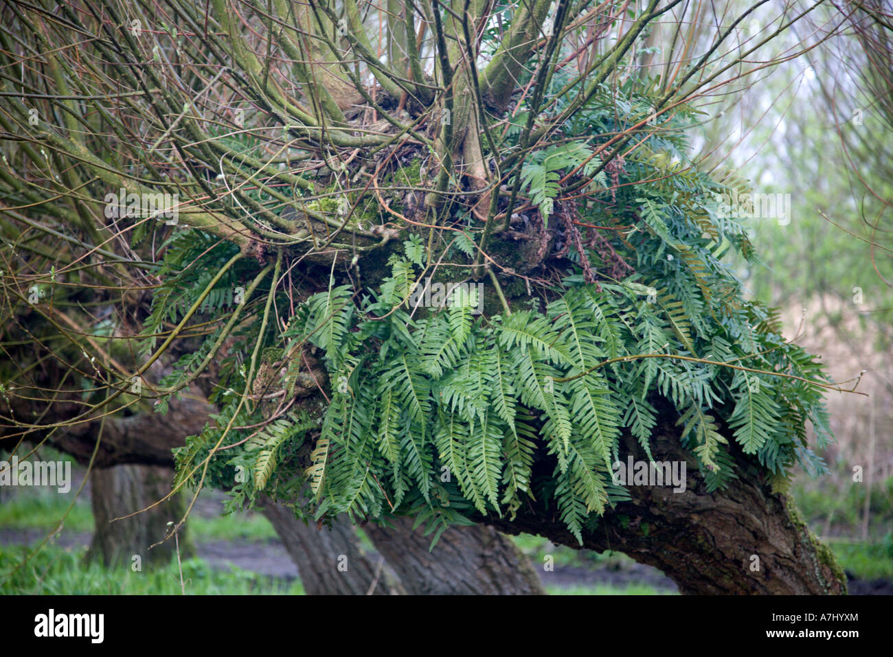 Gemeinsamen Maisöl Farn im Kopf von Pollard Weide, Holland Stockfoto