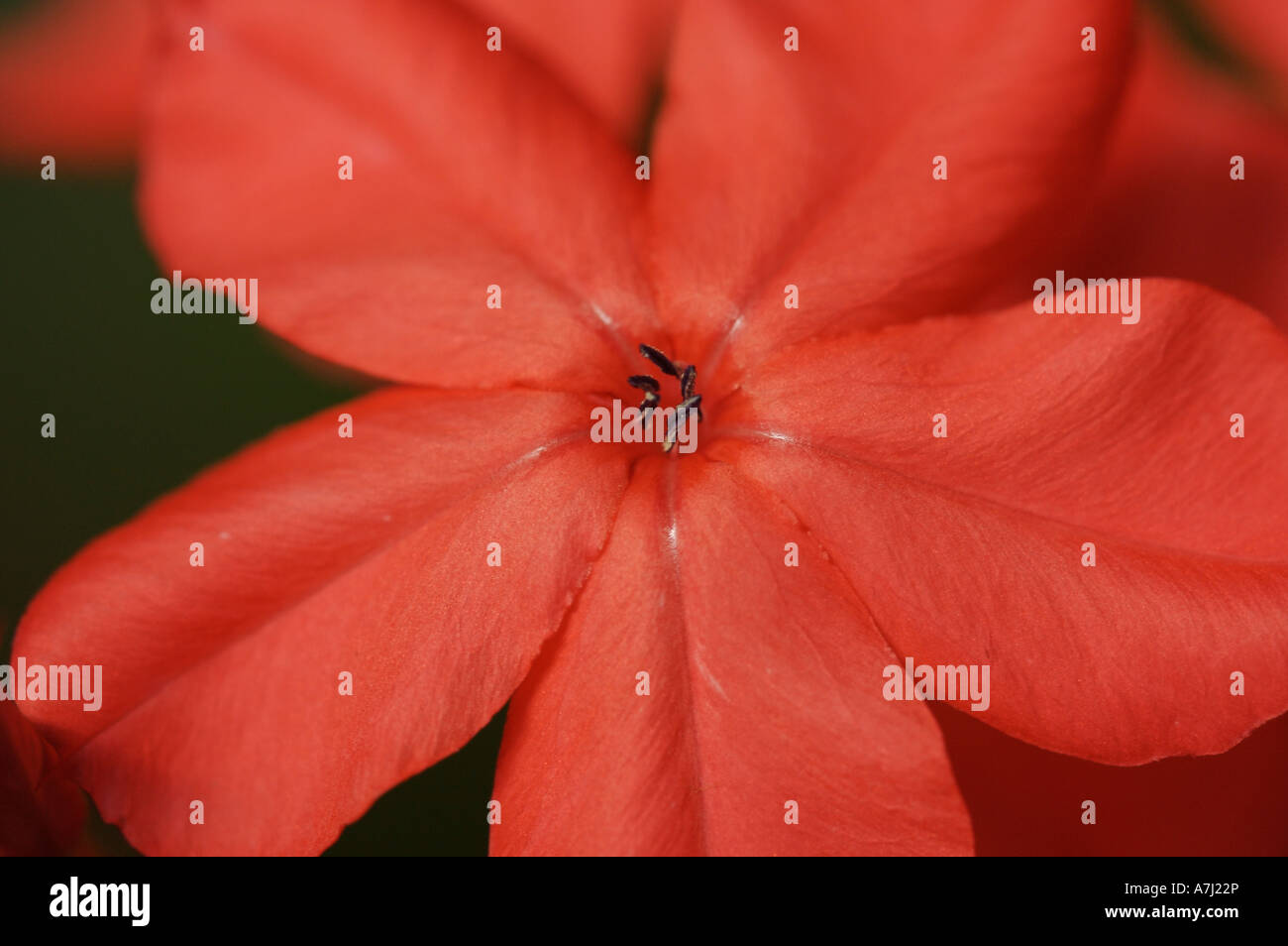 Leadwort/Graphit (Gattung Plumbago, Familie Plumbaginaceae) Stockfoto