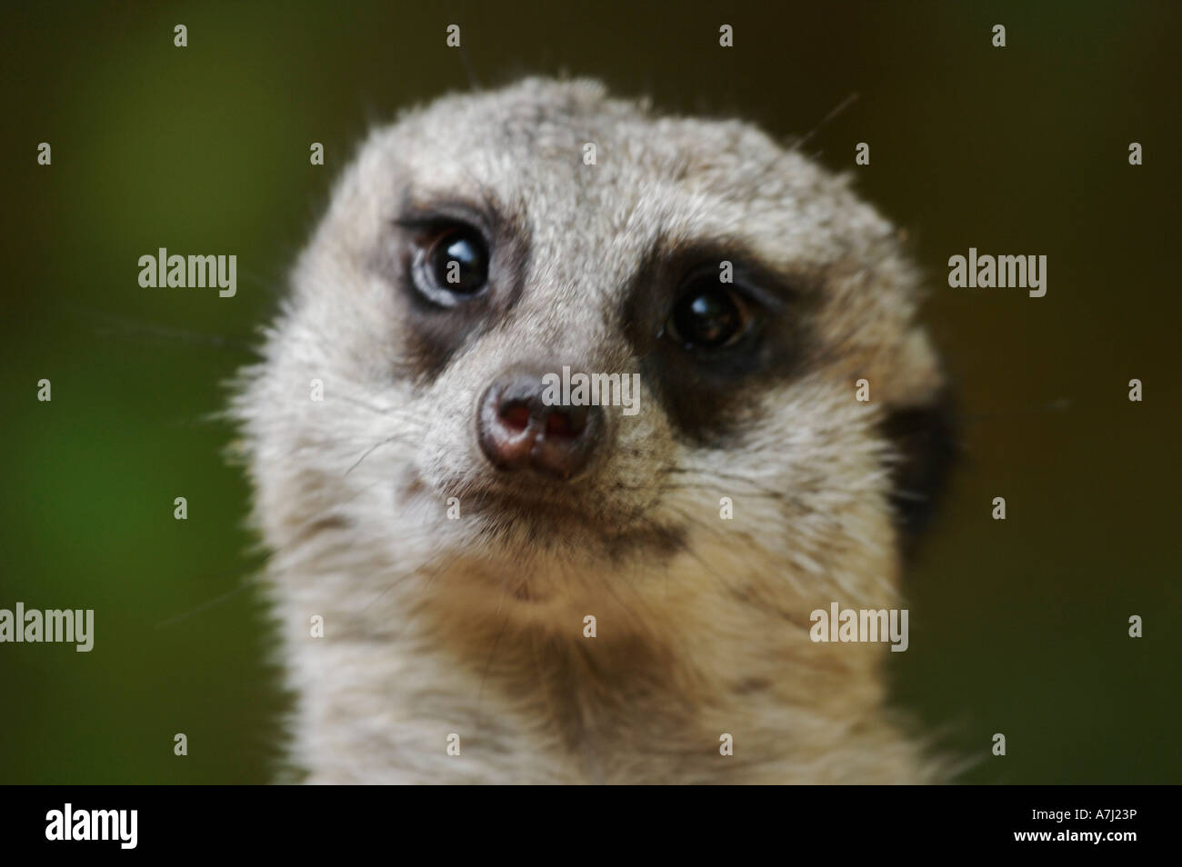 Mungo Erdmännchen (Suricate Familie Herpestidae) Stockfoto