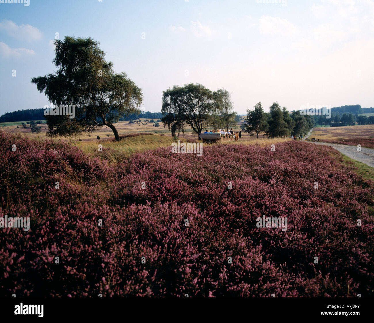 Bluehende Heide Im Naturschutzpark Lüneburger Heide, Niedersachsen