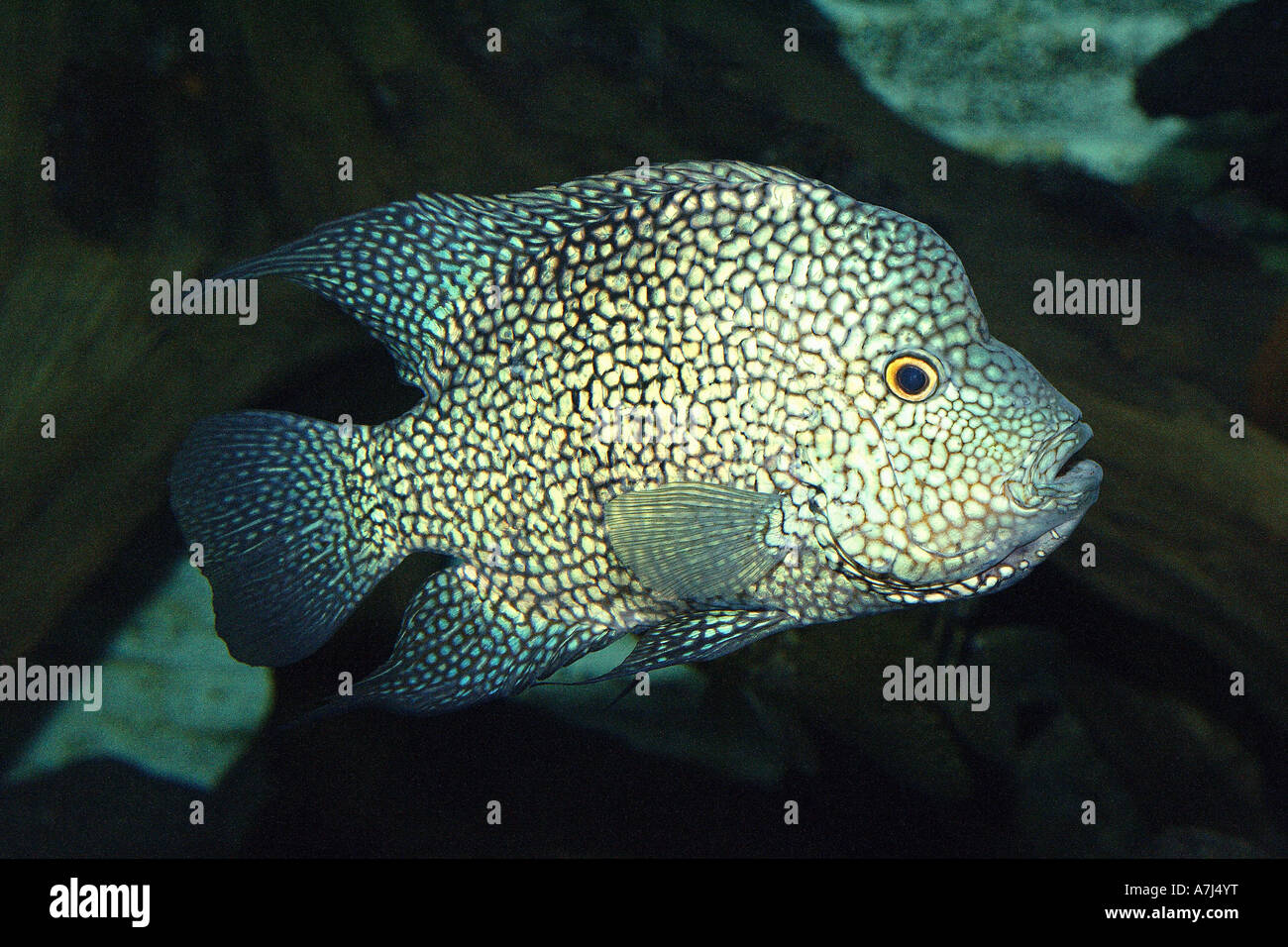 Herichthys cyanoguttatum Fotos und Bildmaterial in hoher Auflösung