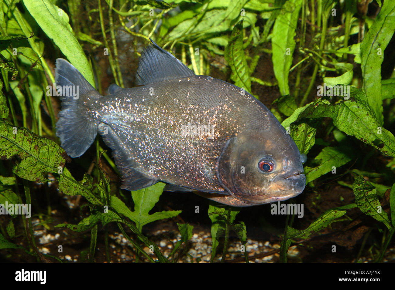 Roter Piranha bauchige / Serrasalmus Nattereri Stockfoto