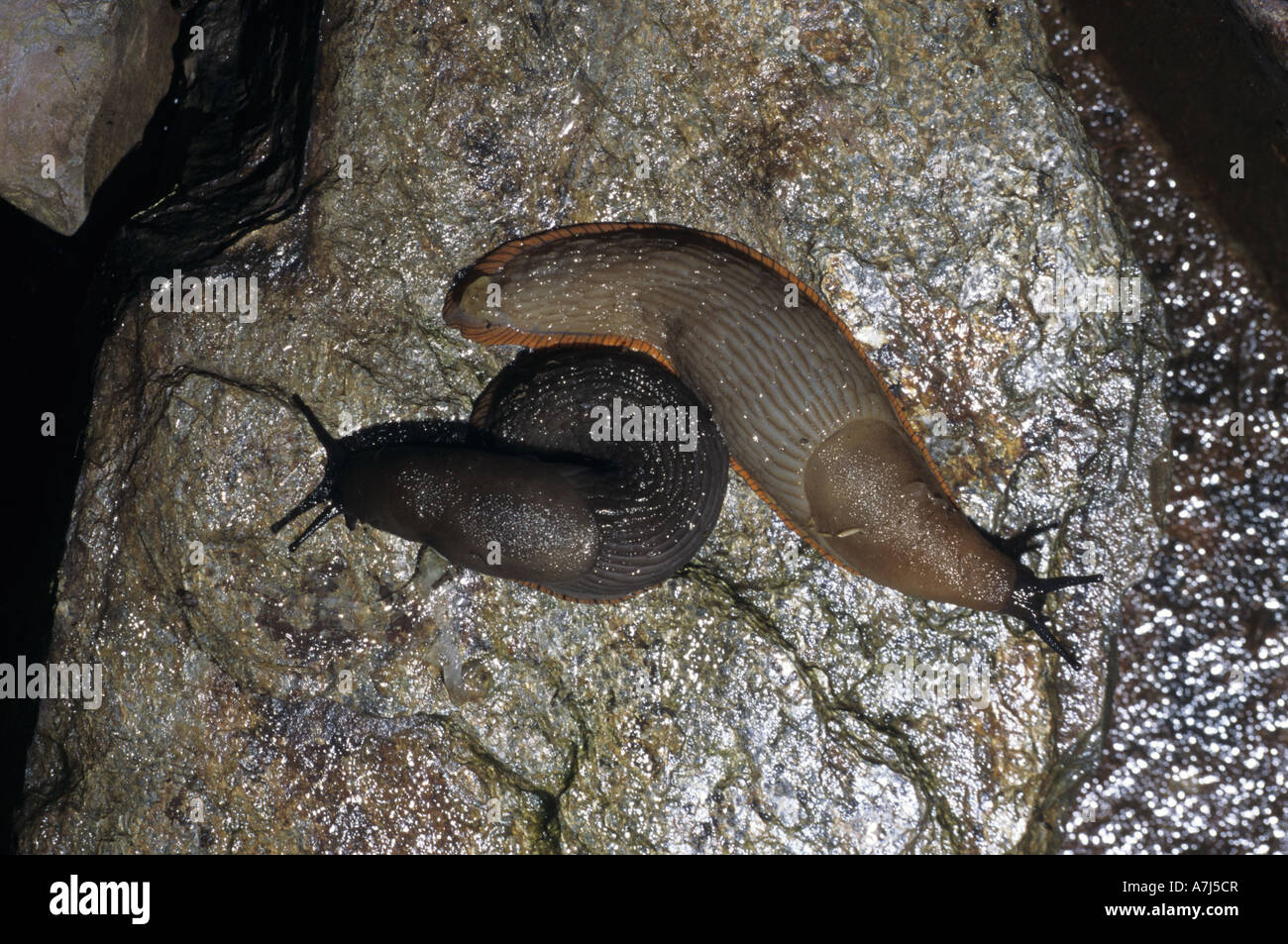 Nacktschnecken Arion distinctus Stockfoto