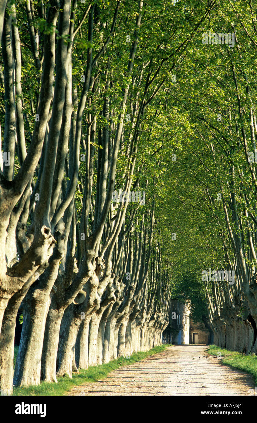 Flugzeug-Allee fahren, Provence, Frankreich Stockfoto