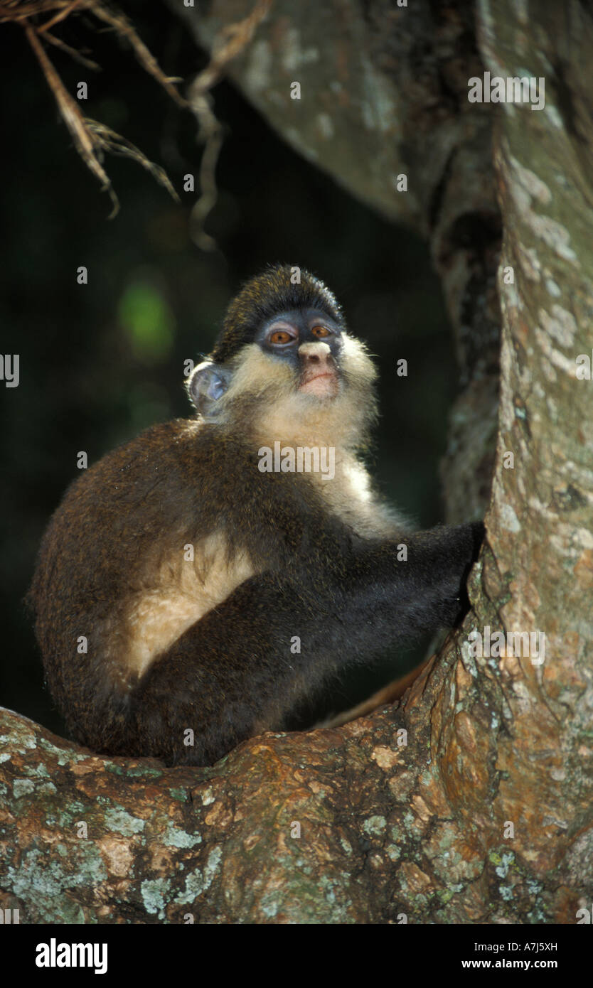 Rotschwanz-Affen führen Ascinius Uganda Stockfoto