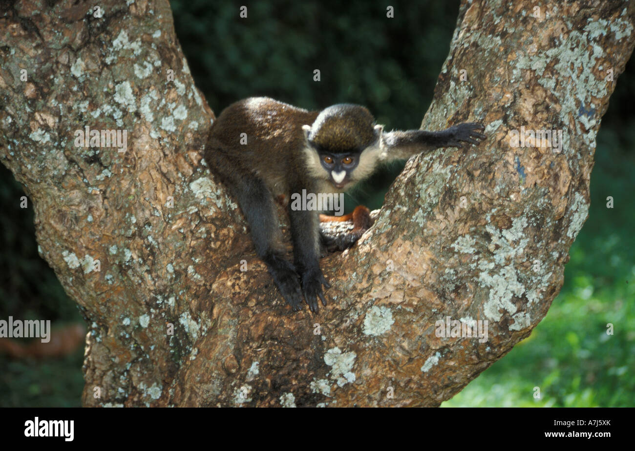Red tailed Affen führen Ascinius Uganda Stockfoto
