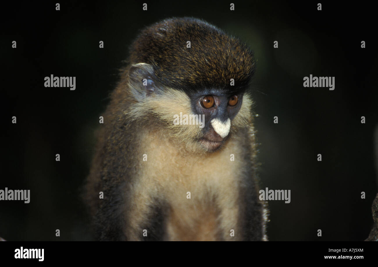 Red tailed Affen führen Ascinius Uganda Stockfoto