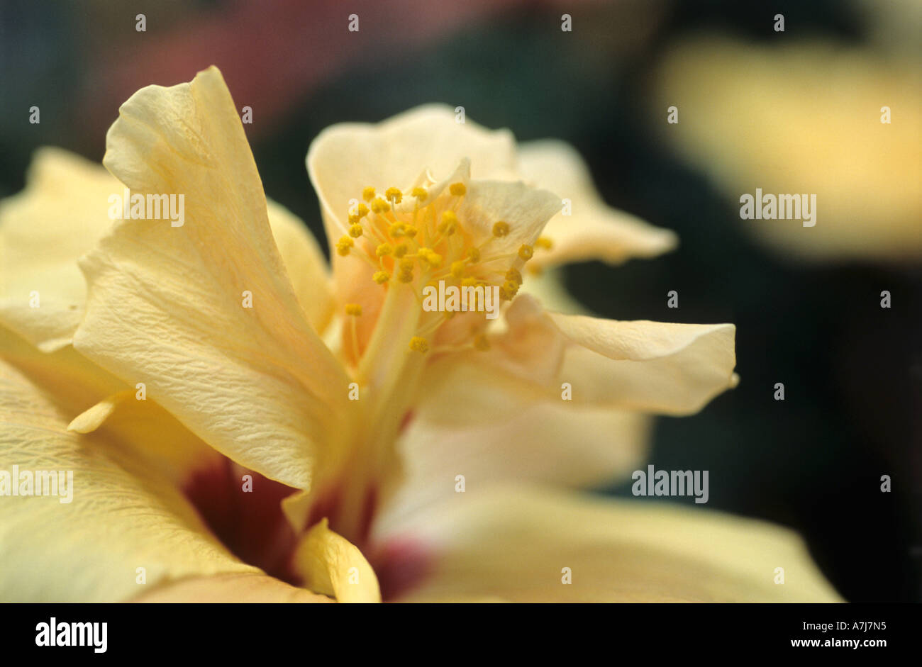 HIBISCUS ROSA SINENSIS KÜCHEN GELB. Stockfoto