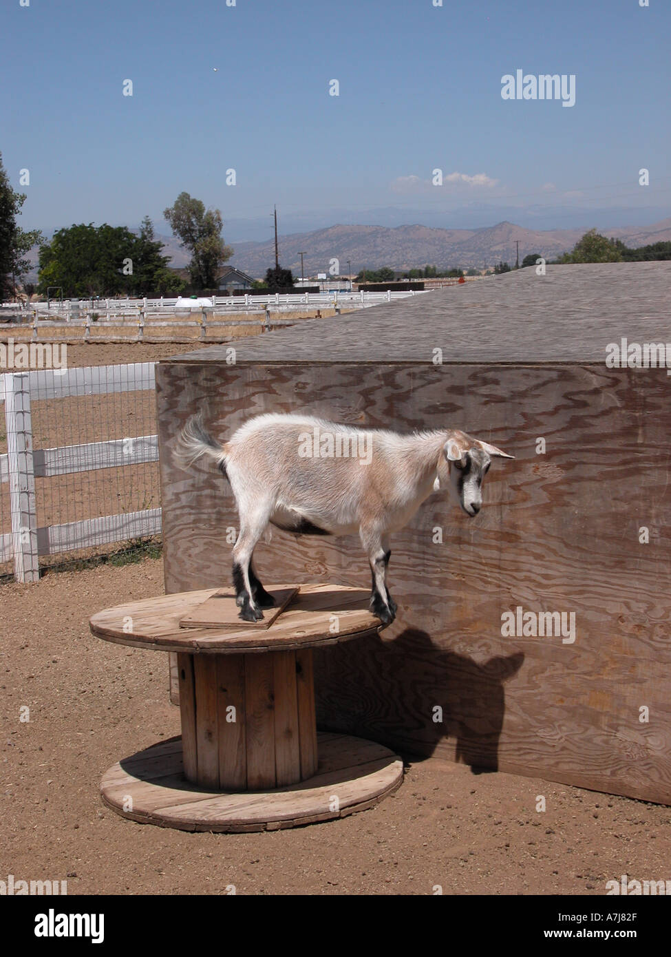 Zwerg-Ziege Stockfoto