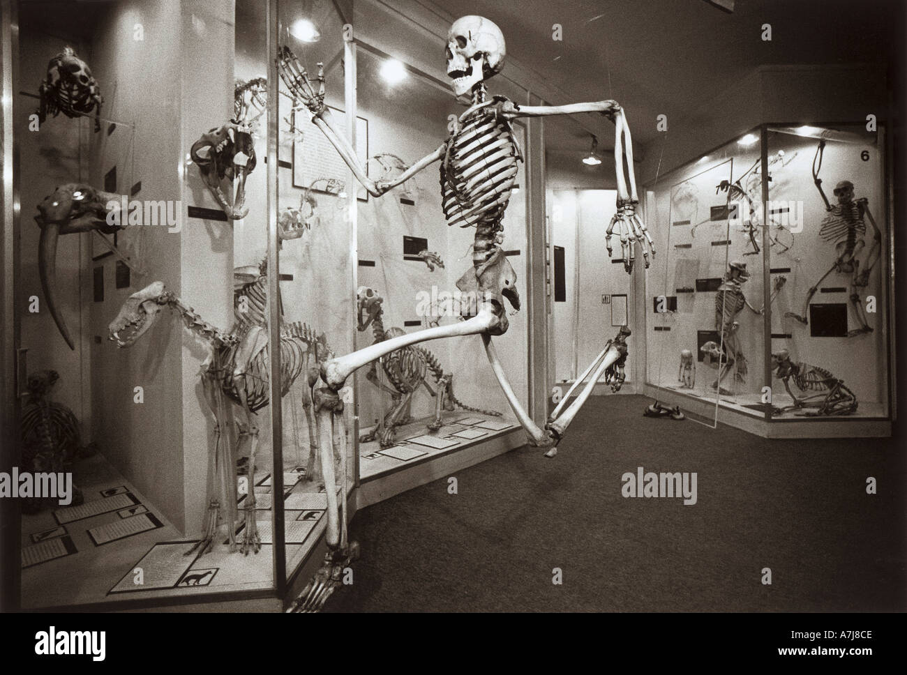 Laufenden Skelett Flucht aus Ständen Museum of Natural History Brighton Stockfoto