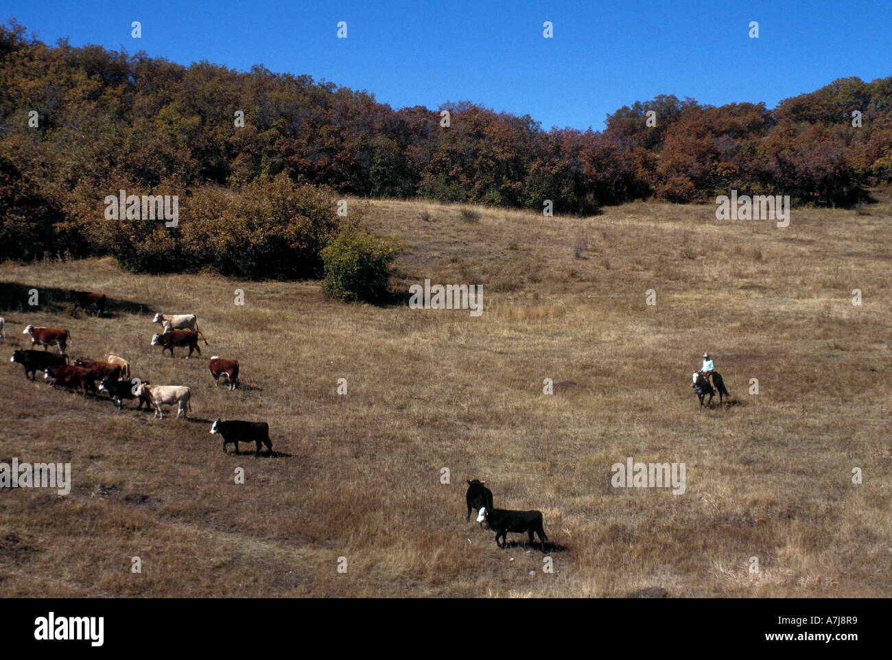 Viehzucht Norden von New Mexico Stockfoto