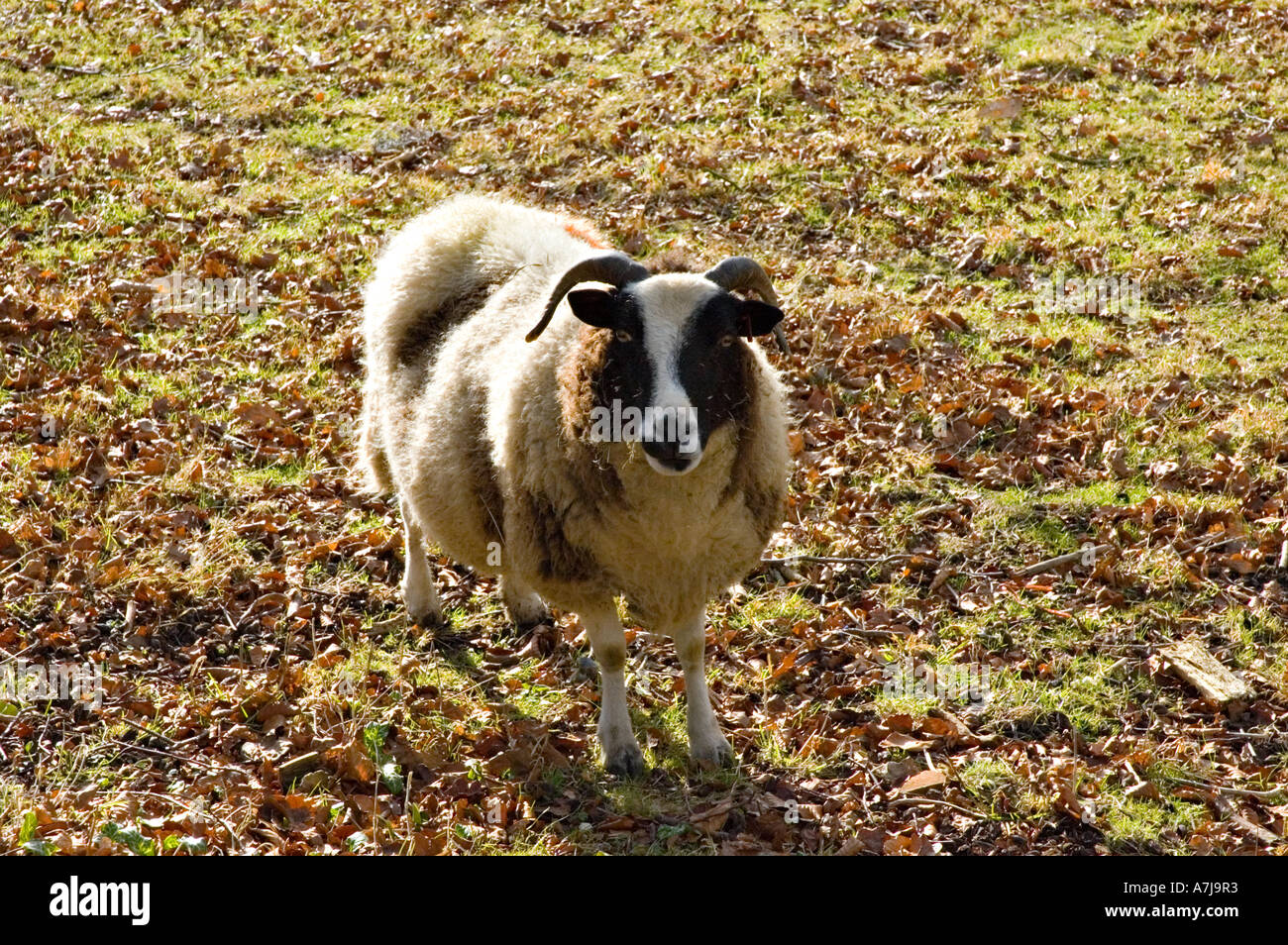 Jacob oder Jakobs Schafe auf einem Bauernhof im ländlichen England Stockfoto