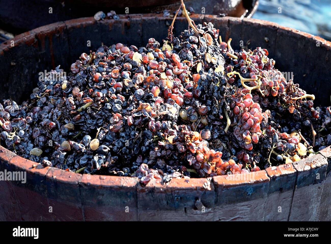 Trauben, aus der Weinpresse. Stockfoto