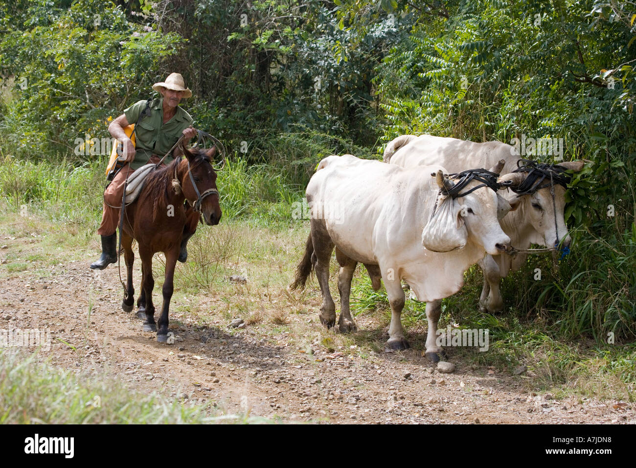 Landwirt mit Ranzen Spray führt zwei Ochsen aus Bereichen in der Abenddämmerung, Provinz Sancti Spiritus, Kuba. Stockfoto