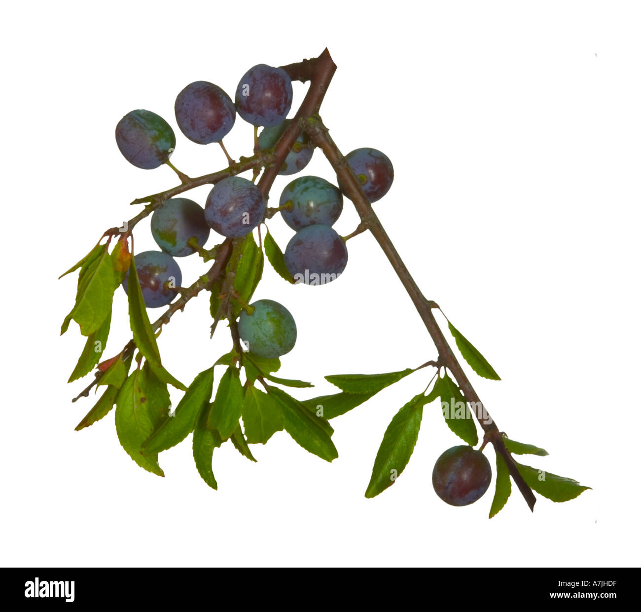 Blackthorn Cluster Obst auf AST Surrey England Stockfoto