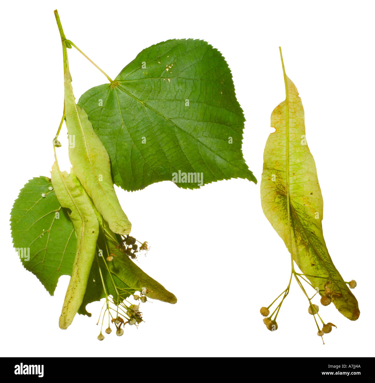 Gemeinsamen Kalk oder europäischen Linden Tilia X europaea verblassenden Blumen Samen Surrey England Juli Stockfoto