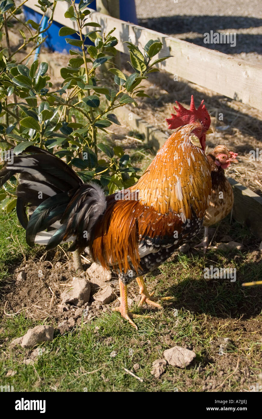 Hahn auf dem Hof seltener Rassen Stockfoto