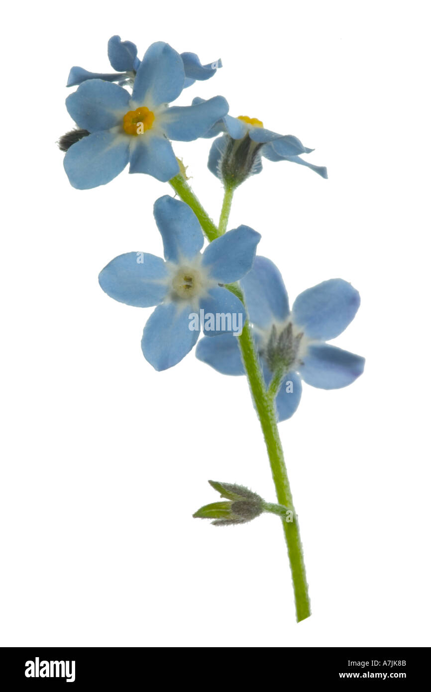 Vergißmeinnnicht Ausschnitt Flowerheads Surrey England Mai Stockfoto