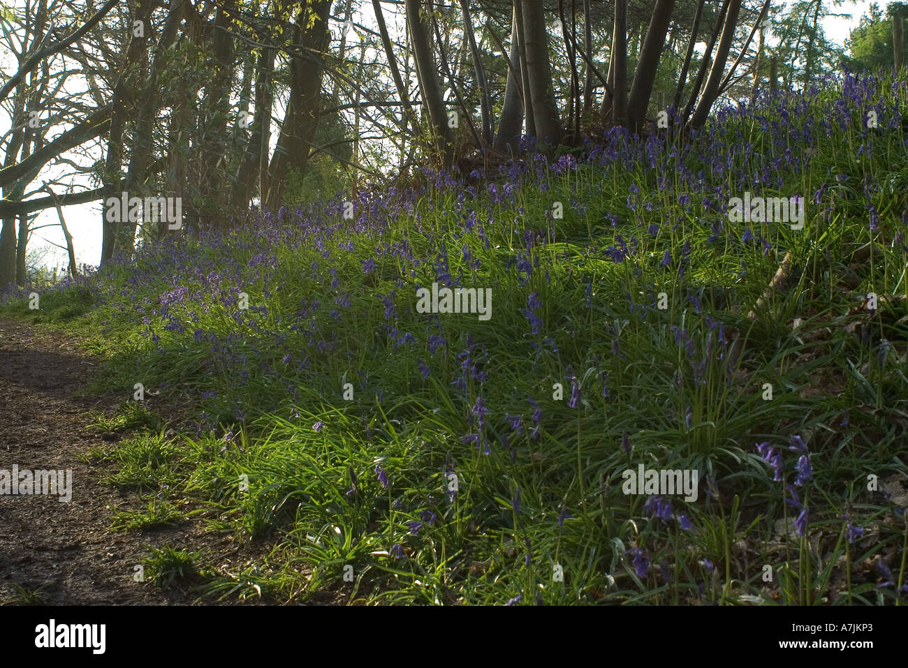 Glockenblumen in einem Niederwald Stockfoto