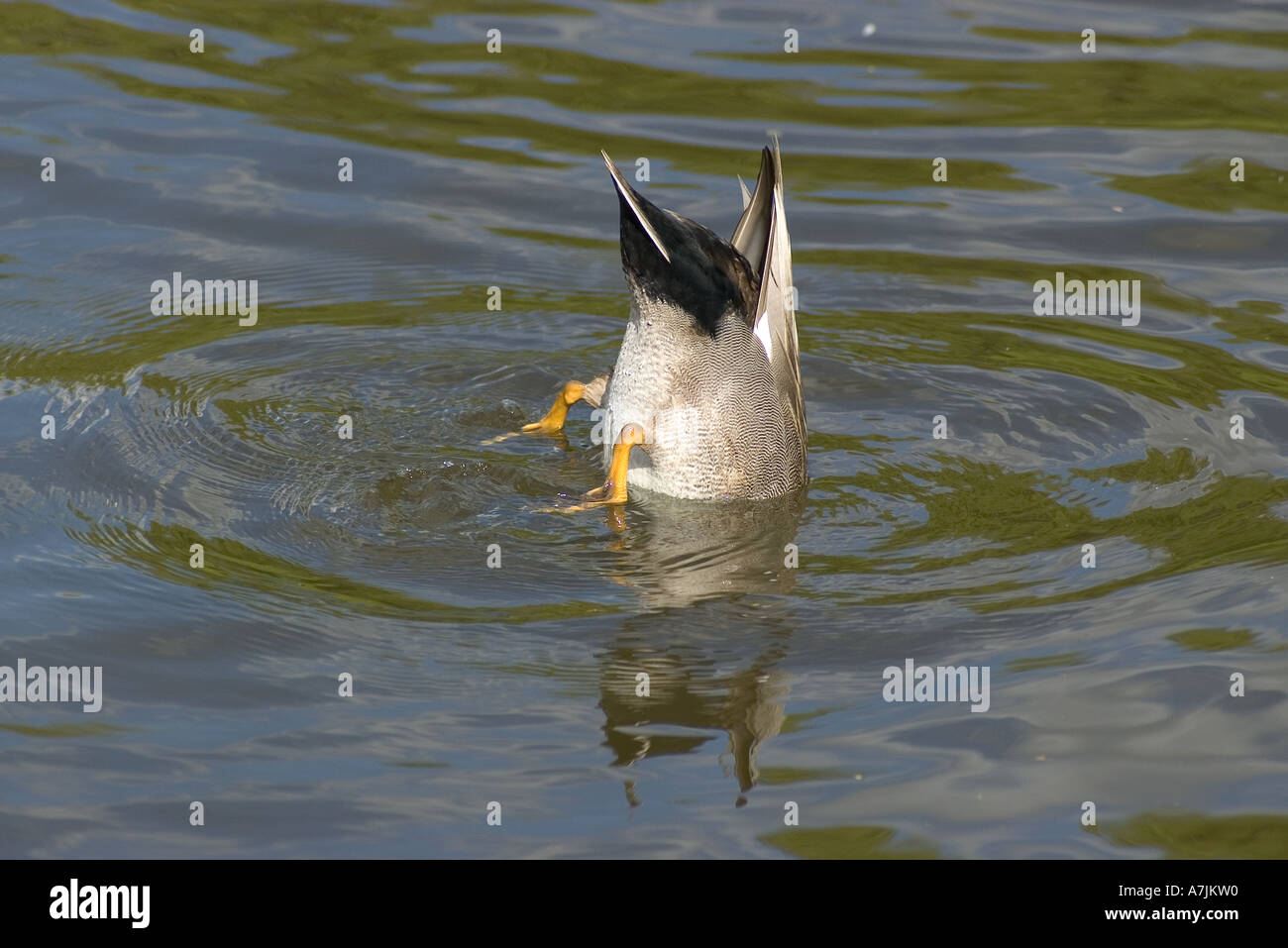 Ente mit Kopf im Wasser zu füttern Stockfoto