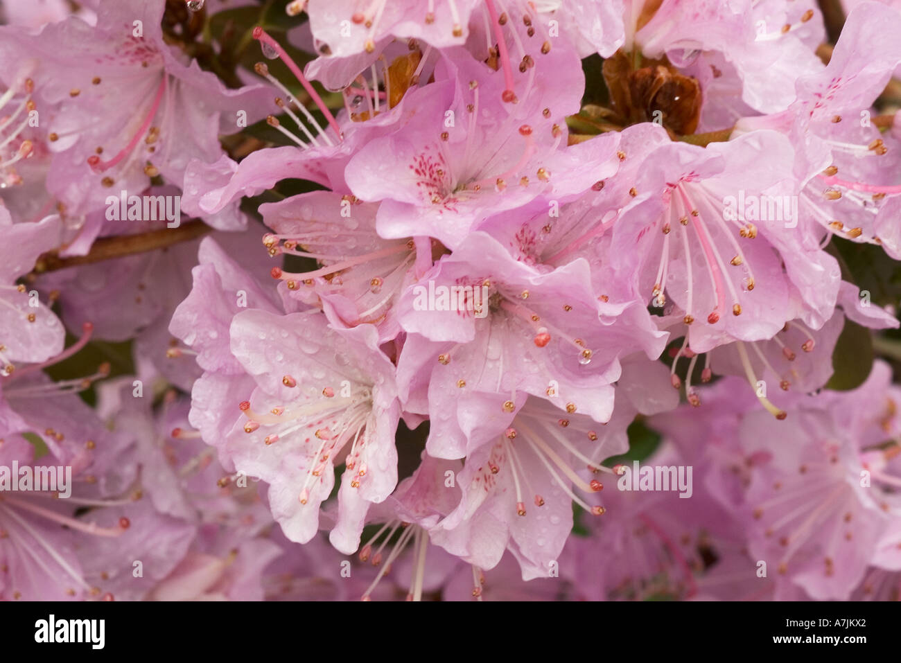Leichte rosa Rhododendron Blüten Stockfoto