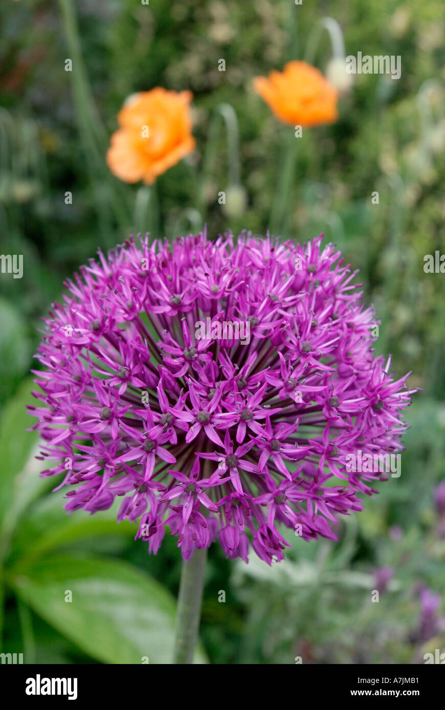 Alium und wilden Mohn Radley Oxfordshire 2 Stockfoto