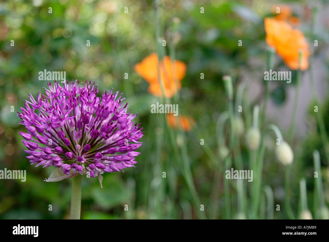 Alium und wilden Mohn Radley Oxfordshire Stockfoto