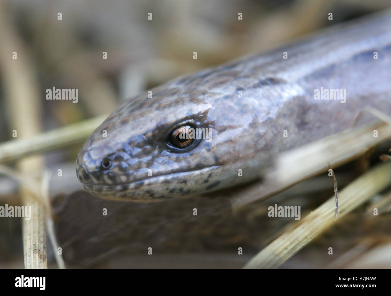 Blindschleiche geschiedenen Fragilis Nahaufnahme Portrait von Kopf Stockfoto