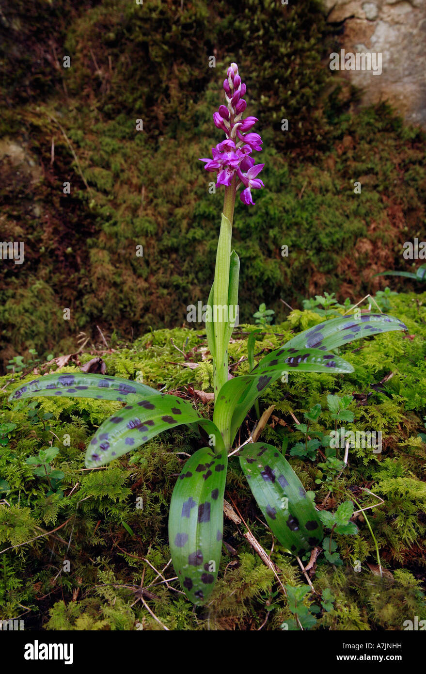 Neu blühenden frühen lila Orchidee Orchis Mascula wächst in einem Kalkstein-Tal Stockfoto
