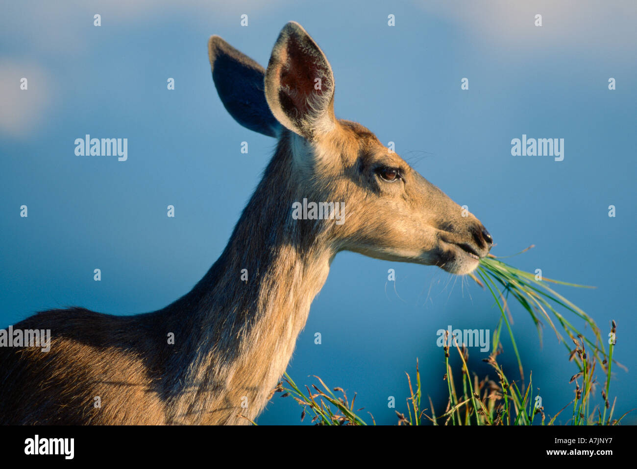 Maultier oder kolumbianischen Blacktail Hirsch Doe Fütterung auf dem Rasen im Sommer-Hurricane Ridge, Olympic NAT ' l Park, Washington, USA. Stockfoto