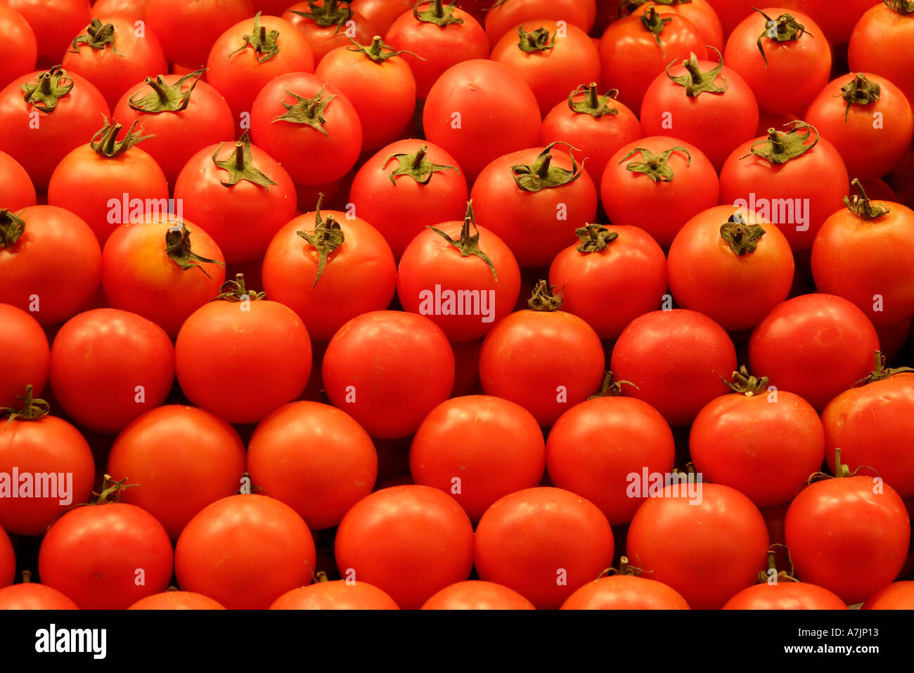 Tomaten Sant Josep De La ist Markt Barcelona Stockfoto