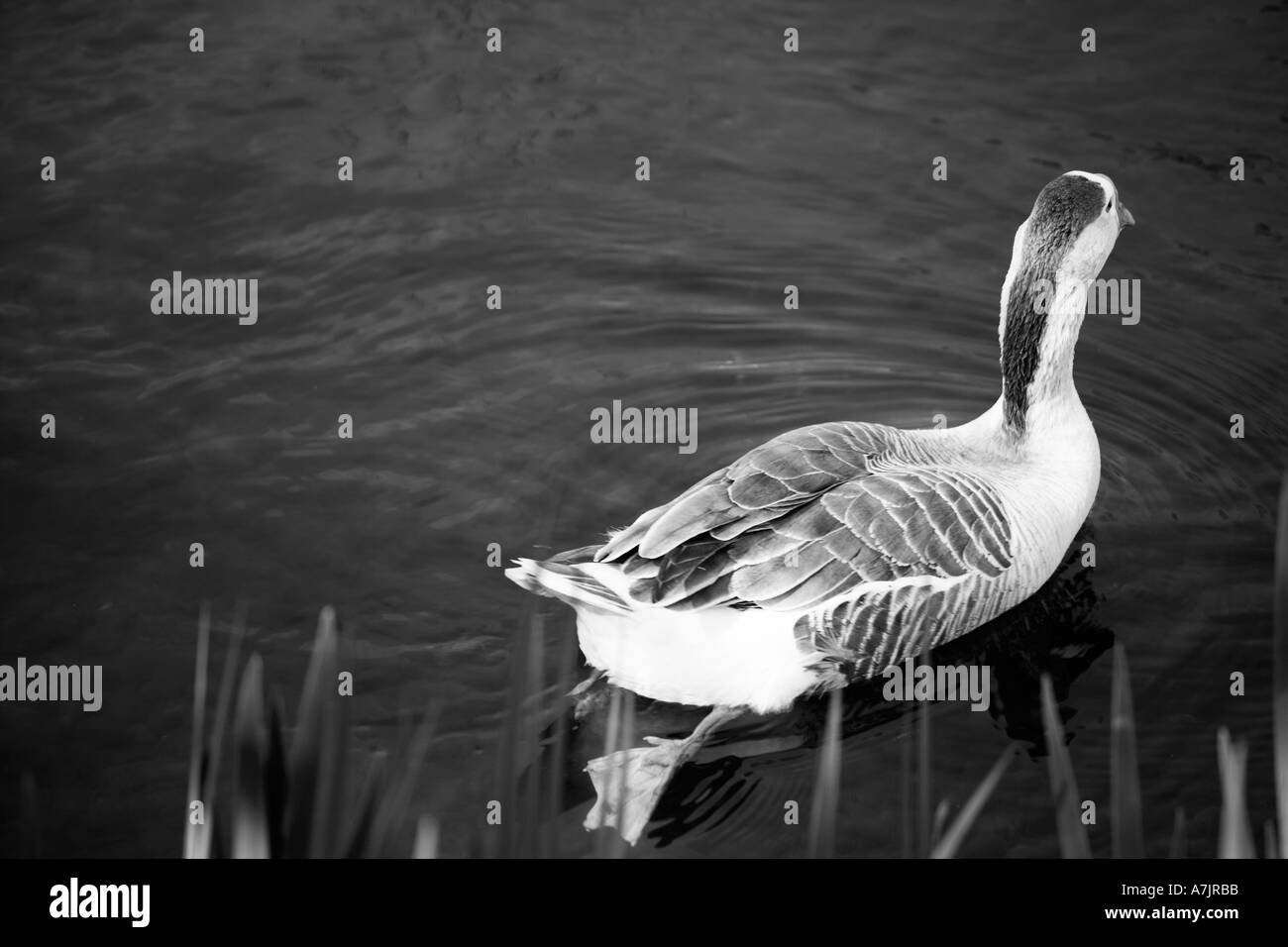 Gans schwimmen SchwarzweißStockfotos und bilder Alamy
