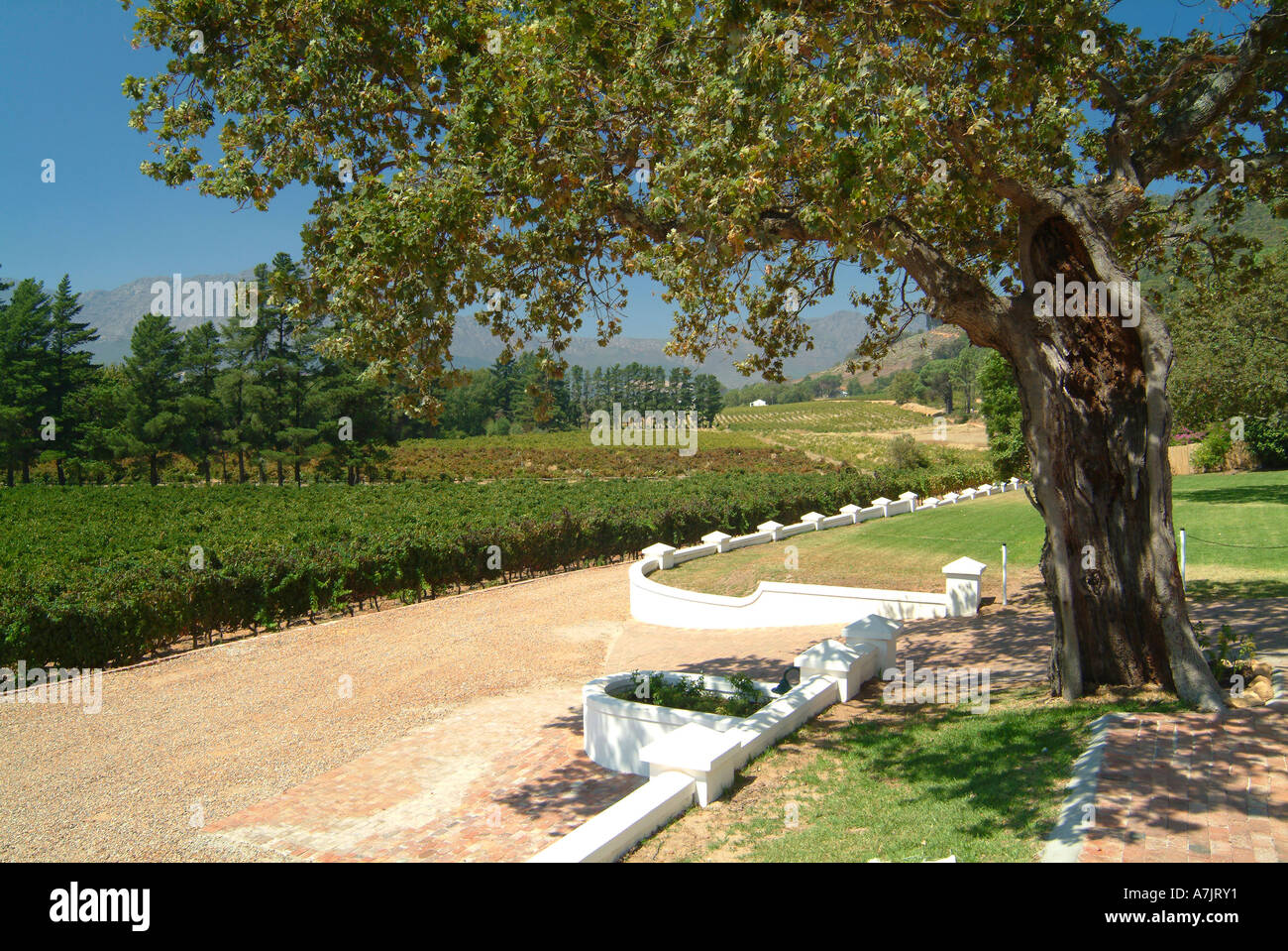 Das schöne wackelige Brücke Weingut in Franschhoek Valley Kapprovinz in Südafrika Stockfoto