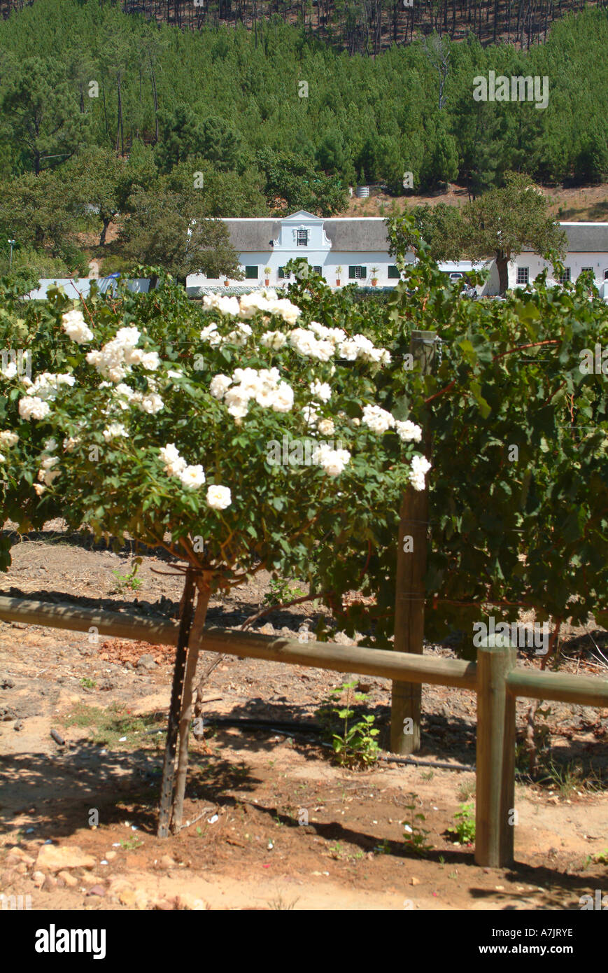 Das schöne wackelige Brücke Weingut in Franschhoek Valley Kapprovinz in Südafrika Stockfoto