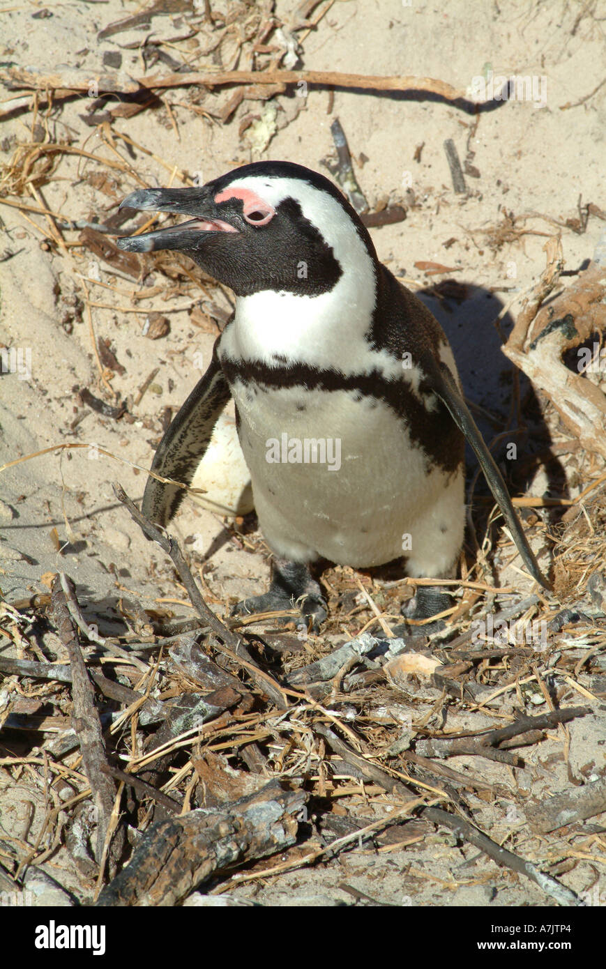 Einsame Jackass Pinguin Kolonie in der Nähe von Simons Town Cape Provinz Südafrika Stockfoto