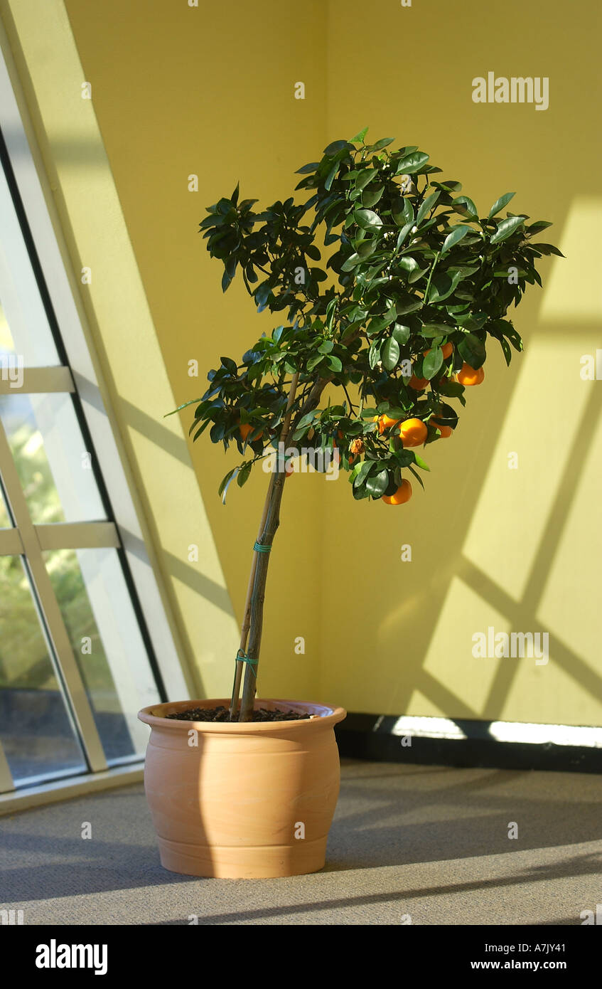 efeutute sorte Gefleckte Efeutute kaufen | Scindapsus 'Trebie' main image 1