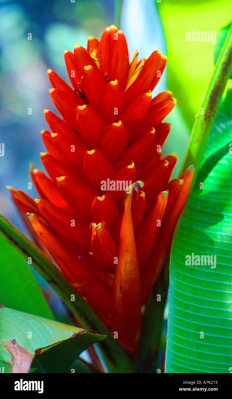Nevis St. Kitts botanischen Gärten tropische Blume Stockfoto
