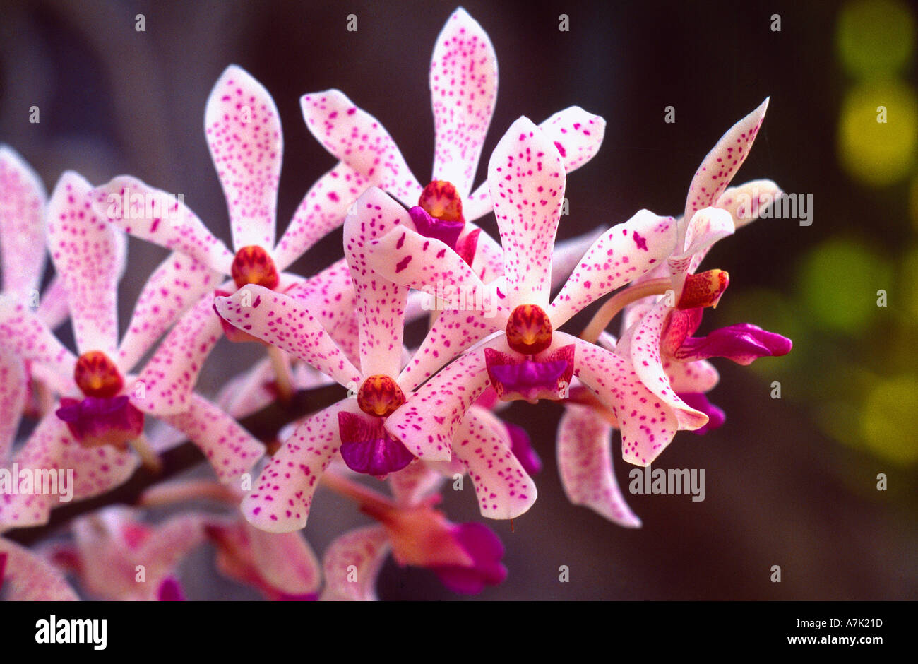 Nevis St. Kitts botanischen Garten Orchidee Stockfoto