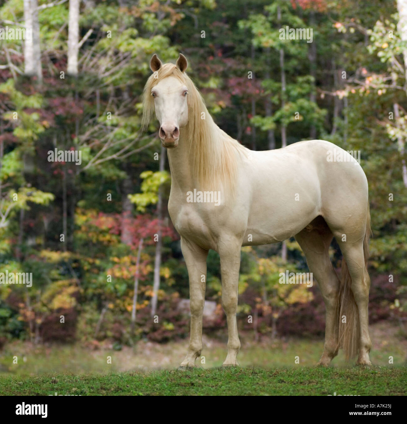 Rocky Mountain Horse Wallach Stockfotografie Alamy