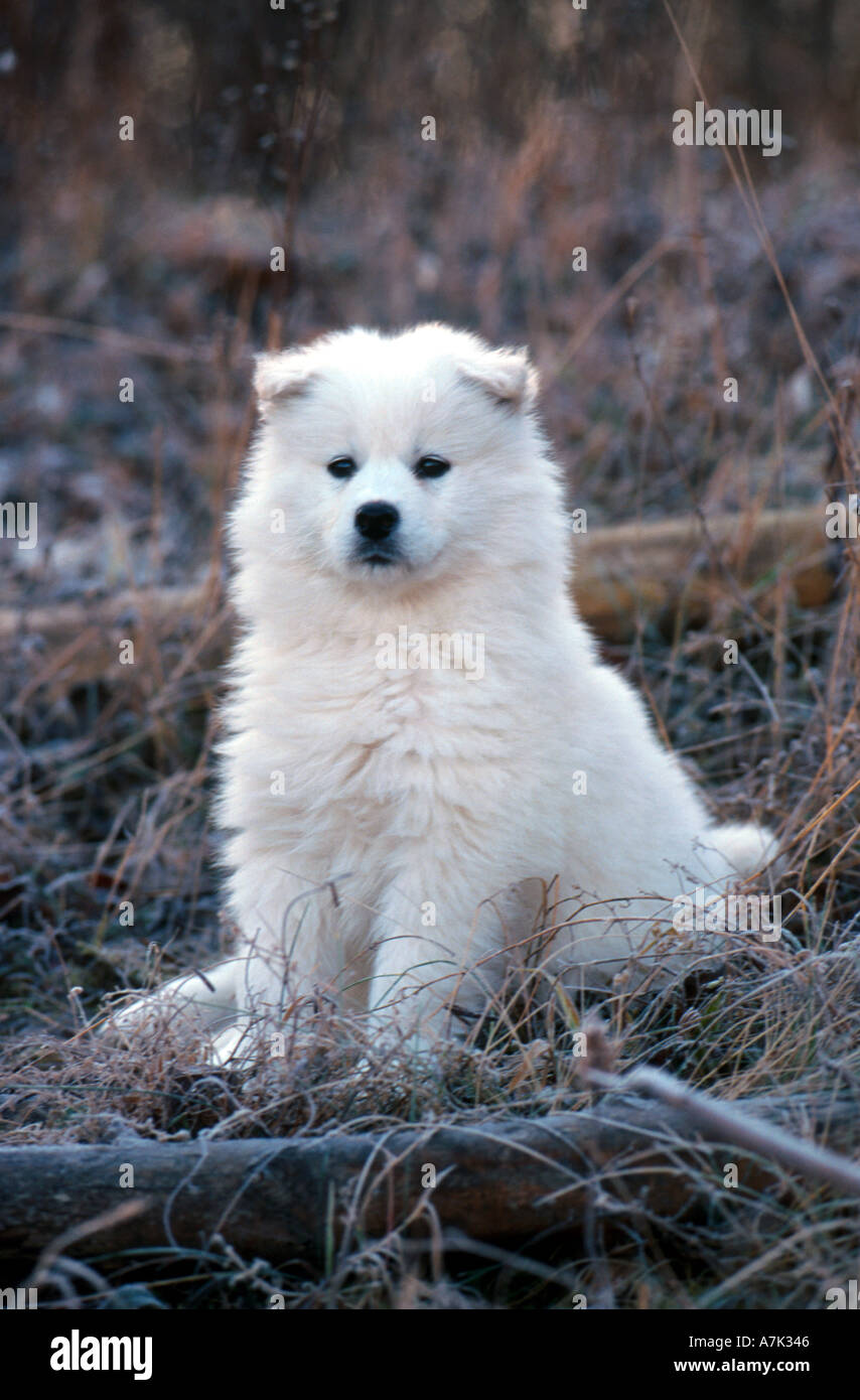 Samojeden Welpen sitzen Stockfoto