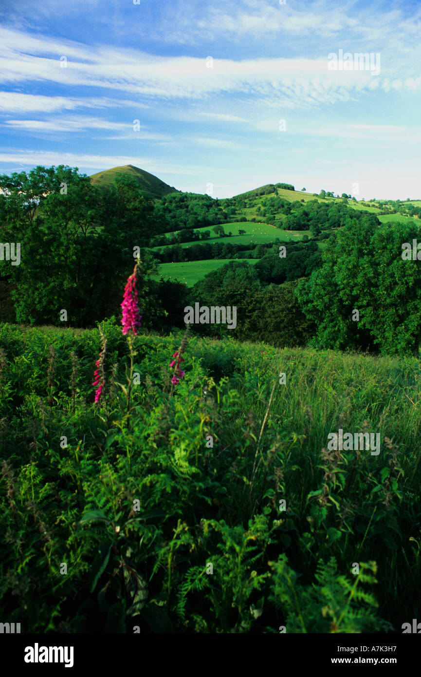 Fingerhut und Shropshire Hügel der Lawley Landschaft im Frühjahr an sonnigen Tag mit blauem Himmel und weißen Wolken Shropshire England UK U Stockfoto