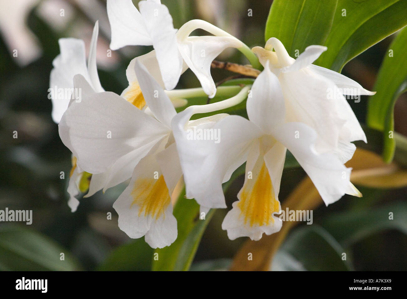 Wilde Orchideen wachsen in dem Dorf Tung Nang Damm befindet sich auf der North Andaman Sea-THAILAND Stockfoto