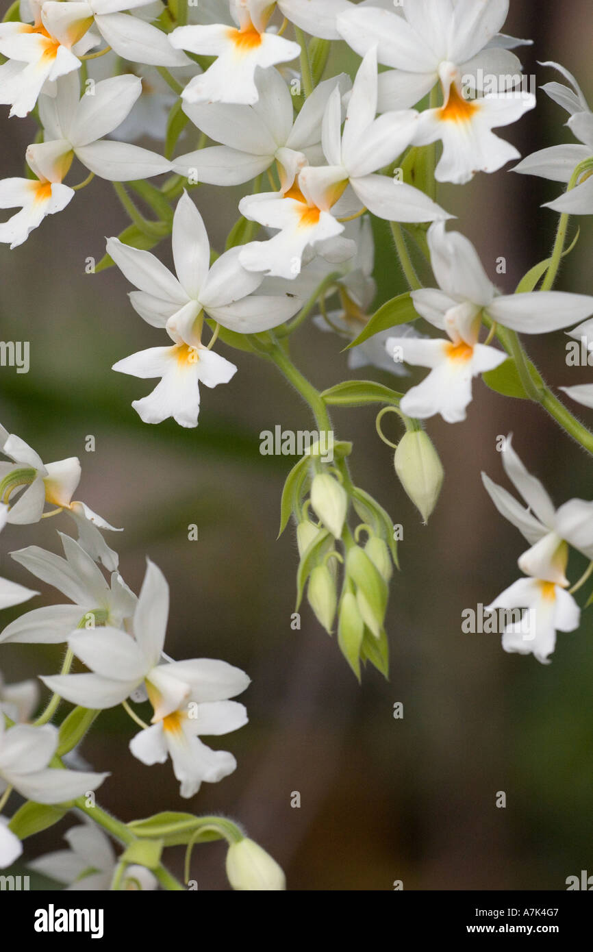 Wilde Orchideen wachsen in dem Dorf Tung Nang Damm befindet sich auf der North Andaman Sea-THAILAND Stockfoto