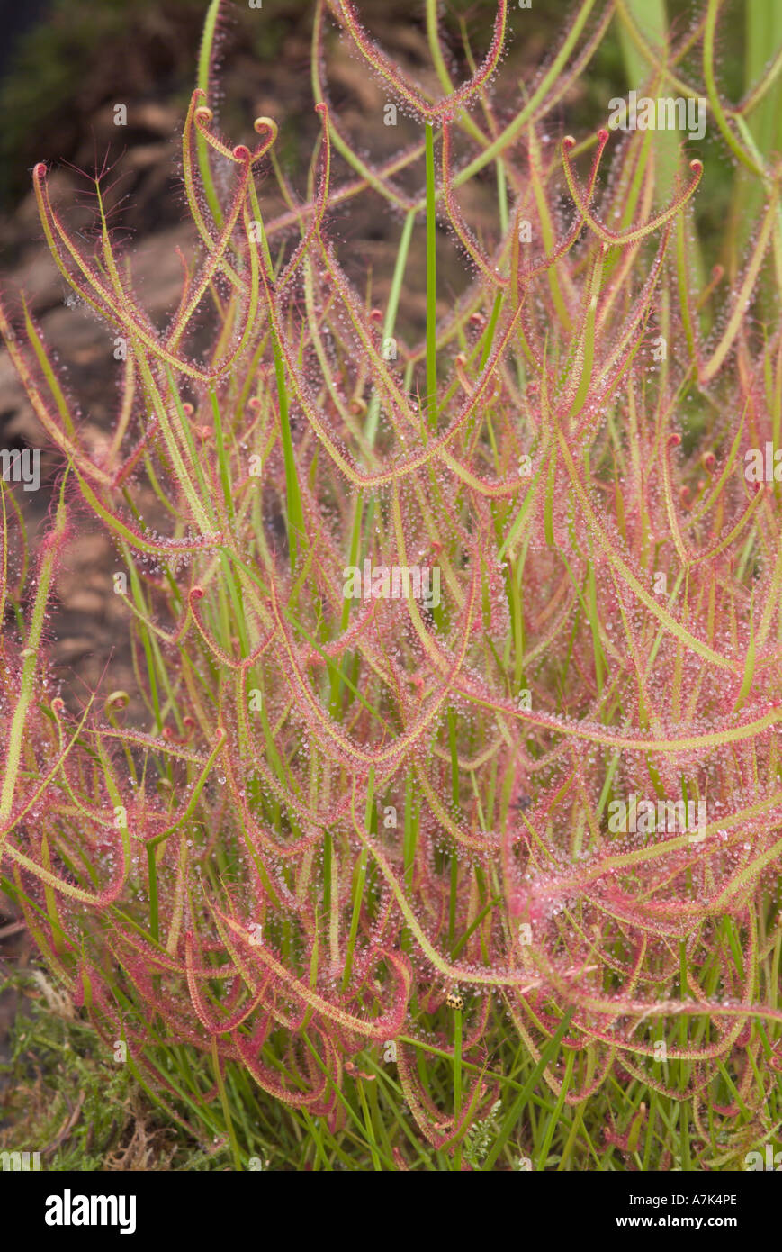 Drosera binata Stockfoto