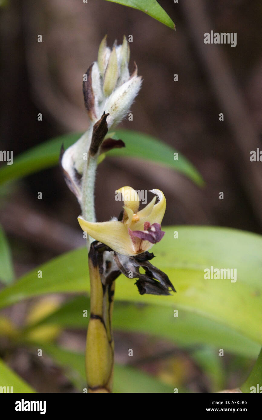 Wilde Orchidee blüht in den tropischen Regenwald in der Nähe von Kuraburi eine Stadt im Norden Thailands Westküste Thailands Stockfoto