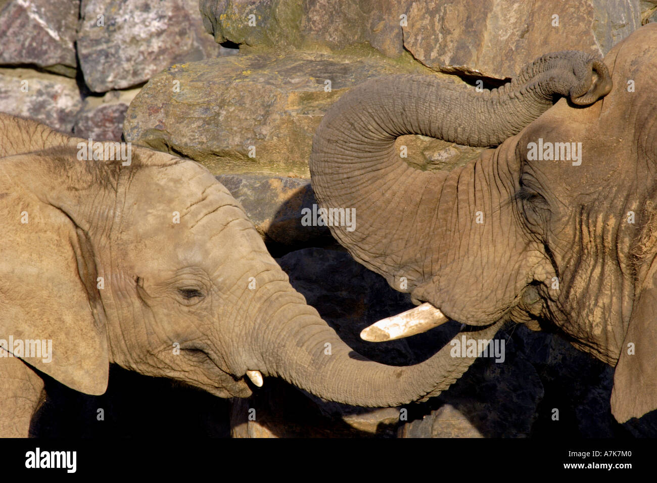 Zwei Elefanten Stockfoto