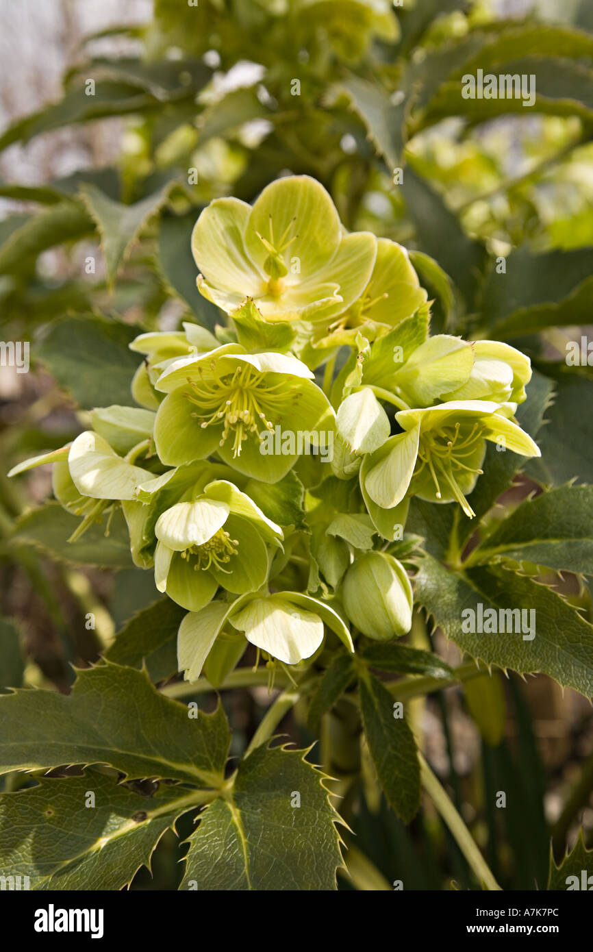 Blüte-Leiter der Helleborus Argutifolius früher H Corsicum im Garten Wales UK Stockfoto