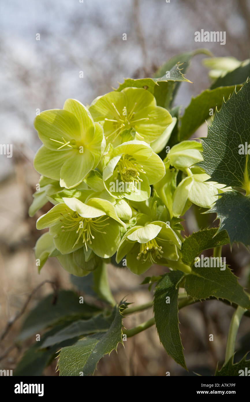 Blüte-Leiter der Helleborus Argutifolius früher H Corsicum im Garten Wales UK Stockfoto
